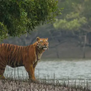 Explore Coastal Charms Discovery: Exploring Mumbai, Kolkata & Sunderban for 7 days with Agora Voyages OPC Pvt Ltd and discover unforgettable experiences - Photo 11