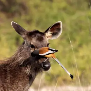 Explore Roar and Reverie: Corbett Tiger Reserve Escapade from Delhi for 3 days with Agora Voyages OPC Pvt Ltd and discover unforgettable experiences - Photo 5