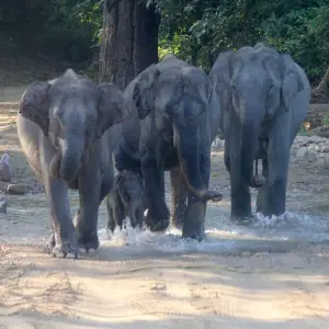 Explore Roar and Reverie: Corbett Tiger Reserve Escapade from Delhi for 3 days with Agora Voyages OPC Pvt Ltd and discover unforgettable experiences - Photo 6