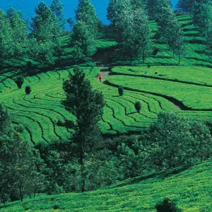 Explore Tranquil Kerala Retreat: Tea Estates, Backwaters, and Beach for 11 days with Agora Voyages OPC Pvt Ltd and discover unforgettable experiences - Photo 10