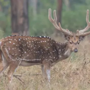 Explore Jabalpur to Bandhavgarh: Wildlife Expedition and Beyond for 3 days with Agora Voyages OPC Pvt Ltd and discover unforgettable experiences - Photo 3
