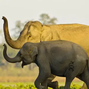 Explore Assam Explorer: Tea Gardens, Temples, and National Park Safari for 7 days with Agora Voyages OPC Pvt Ltd and discover unforgettable experiences - Photo 5