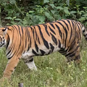 Explore Jabalpur to Bandhavgarh: Wildlife Expedition and Beyond for 3 days with Agora Voyages OPC Pvt Ltd and discover unforgettable experiences - Photo 5