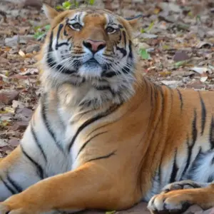 Explore Jabalpur to Bandhavgarh: Wildlife Expedition and Beyond for 3 days with Agora Voyages OPC Pvt Ltd and discover unforgettable experiences - Photo 6