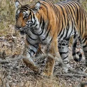 Explore Silicon South to Malabar Magic: Bangalore to Cochin Heritage Trail for 10 days with Agora Voyages OPC Pvt Ltd and discover unforgettable experiences - Photo 8