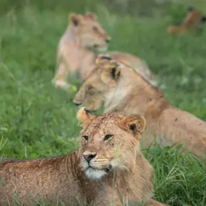 Explore Best of Serengeti Migration and Big Five Safari for 7 days with Akondo Adventures and discover unforgettable experiences - Photo 2