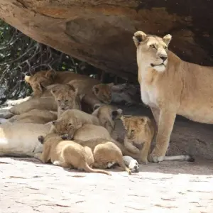 Explore 7 Days Best Great Migration River Crossing Safari for 7 days with Akondo Adventures and discover unforgettable experiences - Photo 2
