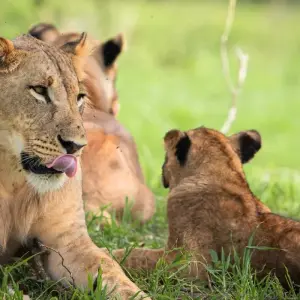 Explore Savannah Explorer (Serengeti Migration + Big Five Africa Animals) for 5 days with Akondo Adventures and discover unforgettable experiences - Photo 3