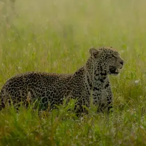 Explore Best of Serengeti Migration and Big Five Safari for 7 days with Akondo Adventures and discover unforgettable experiences - Photo 3