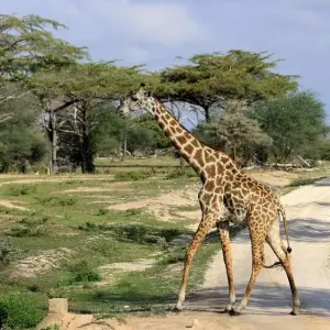 Explore Lifetime Experience in Nyerere National Park for 3 days with Akondo Adventures and discover unforgettable experiences - Photo 3