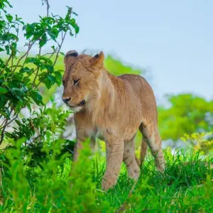 Explore 7 Days Best Great Migration River Crossing Safari for 7 days with Akondo Adventures and discover unforgettable experiences - Photo 3