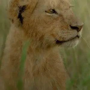 Explore Savannah Explorer (Serengeti Migration + Big Five Africa Animals) for 5 days with Akondo Adventures and discover unforgettable experiences - Photo 4