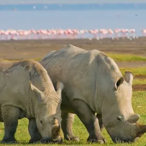 Explore 3-Day Serengeti Safari Departing from Zanzibar for 3 days with Akondo Adventures and discover unforgettable experiences - Photo 2