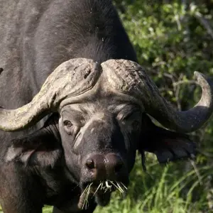 Explore 3 Days Tarangire, Ngorongoro & Manyara Safari from Moshi for 3 days with Akondo Adventures and discover unforgettable experiences - Photo 2