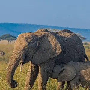 Explore Best of Serengeti Migration and Big Five Safari for 7 days with Akondo Adventures and discover unforgettable experiences - Photo 4