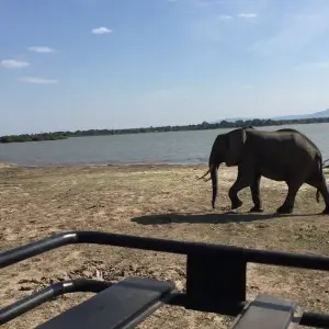 Explore Lifetime Experience in Nyerere National Park for 3 days with Akondo Adventures and discover unforgettable experiences - Photo 4