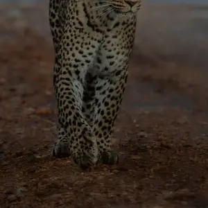 Explore Savannah Explorer (Serengeti Migration + Big Five Africa Animals) for 5 days with Akondo Adventures and discover unforgettable experiences - Photo 5