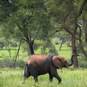 Explore Best of Serengeti Migration and Big Five Safari for 7 days with Akondo Adventures and discover unforgettable experiences - Photo 5