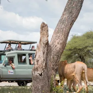 Explore 6-Day Exploring the Golden Wonders of Northern Tanzania for 6 days with Akondo Adventures and discover unforgettable experiences - Photo 2