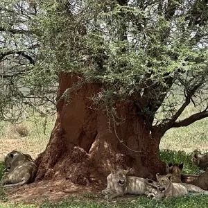 Explore 3 Days Tarangire, Ngorongoro & Manyara Safari from Moshi for 3 days with Akondo Adventures and discover unforgettable experiences - Photo 4