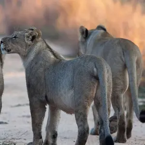 Explore Lifetime Experience in Nyerere National Park for 3 days with Akondo Adventures and discover unforgettable experiences - Photo 6