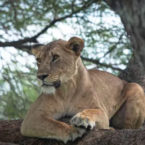 Explore Best of Serengeti Migration and Big Five Safari for 7 days with Akondo Adventures and discover unforgettable experiences - Photo 6