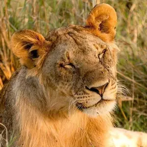 Explore 3 Days Serengeti & Ngorongoro Safari Tour from Zanzibar for 3 days with Akondo Adventures and discover unforgettable experiences - Photo 3