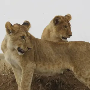 Explore 3-Day Serengeti Safari Departing from Zanzibar for 3 days with Akondo Adventures and discover unforgettable experiences - Photo 5