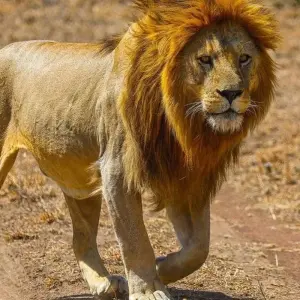 Explore 6-Day Exploring the Golden Wonders of Northern Tanzania for 6 days with Akondo Adventures and discover unforgettable experiences - Photo 2