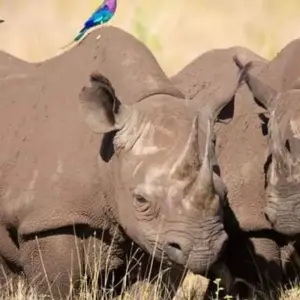 Explore 6-Day Exploring the Golden Wonders of Northern Tanzania for 6 days with Akondo Adventures and discover unforgettable experiences - Photo 3