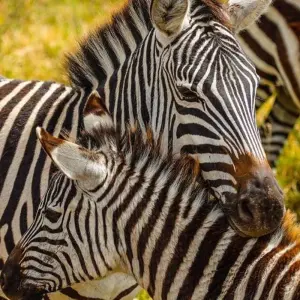 Explore 3 Days Tarangire, Ngorongoro & Manyara Safari from Moshi for 3 days with Akondo Adventures and discover unforgettable experiences - Photo 6