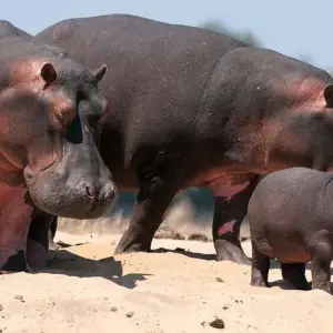 Explore 3 Days Serengeti & Ngorongoro Safari Tour from Zanzibar for 3 days with Akondo Adventures and discover unforgettable experiences - Photo 6