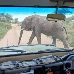 Explore 6-Day Exploring the Golden Wonders of Northern Tanzania for 6 days with Akondo Adventures and discover unforgettable experiences - Photo 6