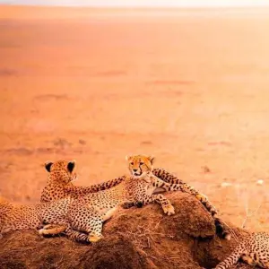 Explore 6-Day Exploring the Golden Wonders of Northern Tanzania for 6 days with Akondo Adventures and discover unforgettable experiences - Photo 5