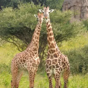 Explore 6-Day Exploring the Golden Wonders of Northern Tanzania for 6 days with Akondo Adventures and discover unforgettable experiences - Photo 6