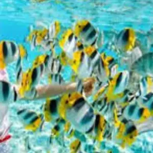 Explore SNORKELING TOUR ON GIFTUN ISLAND for 1 days with Alacart Travel Egypt and discover unforgettable experiences - Photo 4