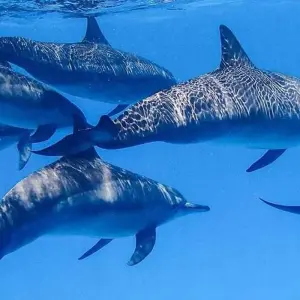 Explore DOLPHIN HOUSE for 1 days with Alacart Travel Egypt and discover unforgettable experiences - Photo 3