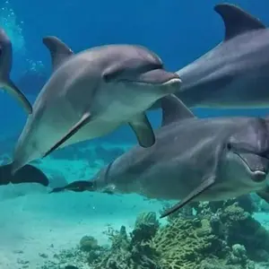 Explore DOLPHIN HOUSE for 1 days with Alacart Travel Egypt and discover unforgettable experiences - Photo 4