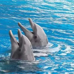 Explore DOLPHIN HOUSE for 1 days with Alacart Travel Egypt and discover unforgettable experiences - Photo 5