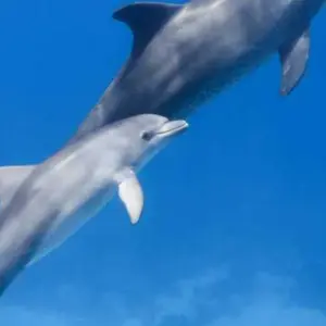 Explore DOLPHIN HOUSE for 1 days with Alacart Travel Egypt and discover unforgettable experiences - Photo 6