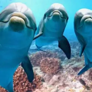 Explore DOLPHIN HOUSE for 1 days with Alacart Travel Egypt and discover unforgettable experiences - Photo 7