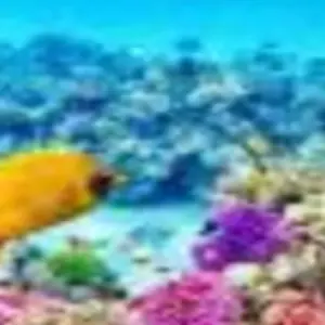 Explore NABQ PROTECTED AREA for 1 days with Alacart Travel Egypt and discover unforgettable experiences - Photo 6