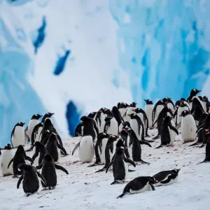 Explore Epic Falkland Islands, South Georgia & Antarctica for 19 days with Albatros Expeditions and discover unforgettable experiences - Photo 2