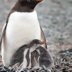 Explore Quest for the Circle for 12 days with Albatros Expeditions and discover unforgettable experiences - Photo 2