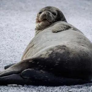 Explore Highlights of the Southern Spring 9D/8N for 9 days with Albatros Expeditions and discover unforgettable experiences - Photo 3