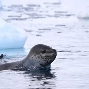 Explore Wild Isles of the South Atlantic for 16 days with Albatros Expeditions and discover unforgettable experiences - Photo 3