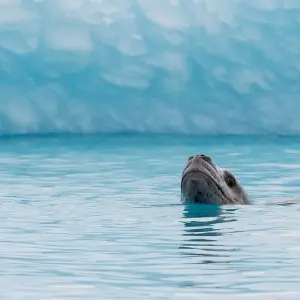 Explore Wild Isles of the South Atlantic for 16 days with Albatros Expeditions and discover unforgettable experiences - Photo 4