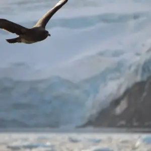 Explore South Shetland Islands and Antarctic Peninsula - Ocean Victory & Ocean Albatros vessels for 10 days with Albatros Expeditions and discover unforgettable experiences - Photo 2