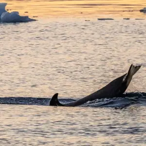 Explore Highlights of the Southern Spring 9D/8N for 9 days with Albatros Expeditions and discover unforgettable experiences - Photo 5