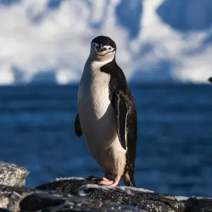 Explore Quest for the Circle for 12 days with Albatros Expeditions and discover unforgettable experiences - Photo 4